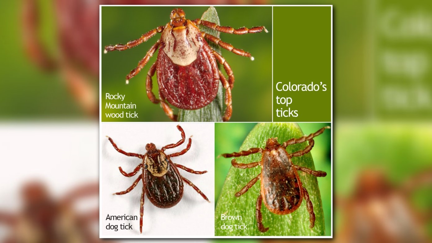 Health Officials Warn Of Tick Borne Illnesses Coloradans Should Be